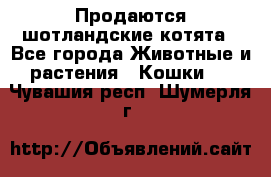 Продаются шотландские котята - Все города Животные и растения » Кошки   . Чувашия респ.,Шумерля г.